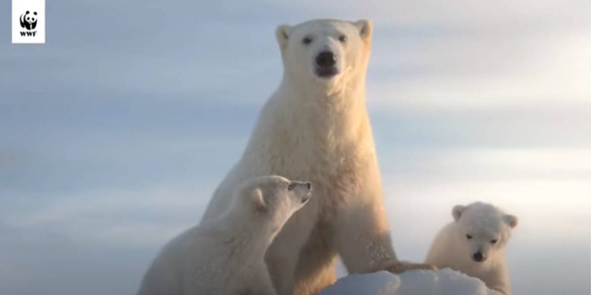 Il film del WWF alla Mostra del Cinema di Venezia