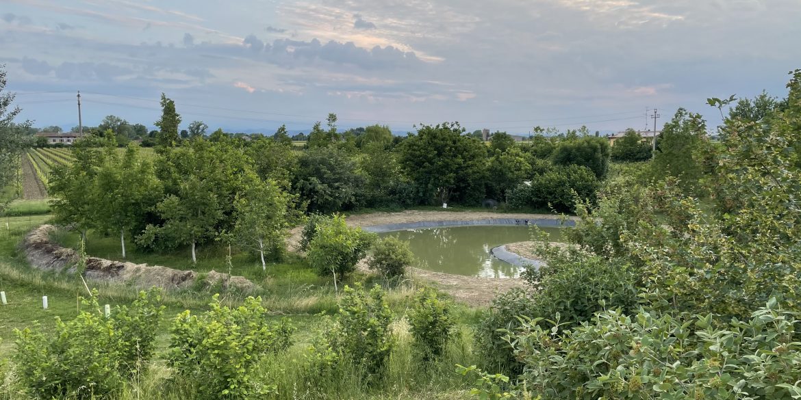 La zona gestita da Terrevive dove verranno piantati alberi