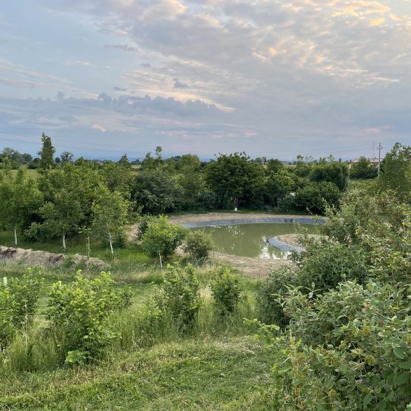 La zona gestita da Terrevive dove verranno piantati alberi