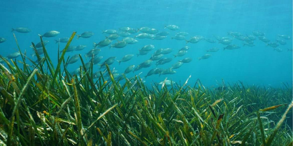 Fondale con piante marine di Posidoni