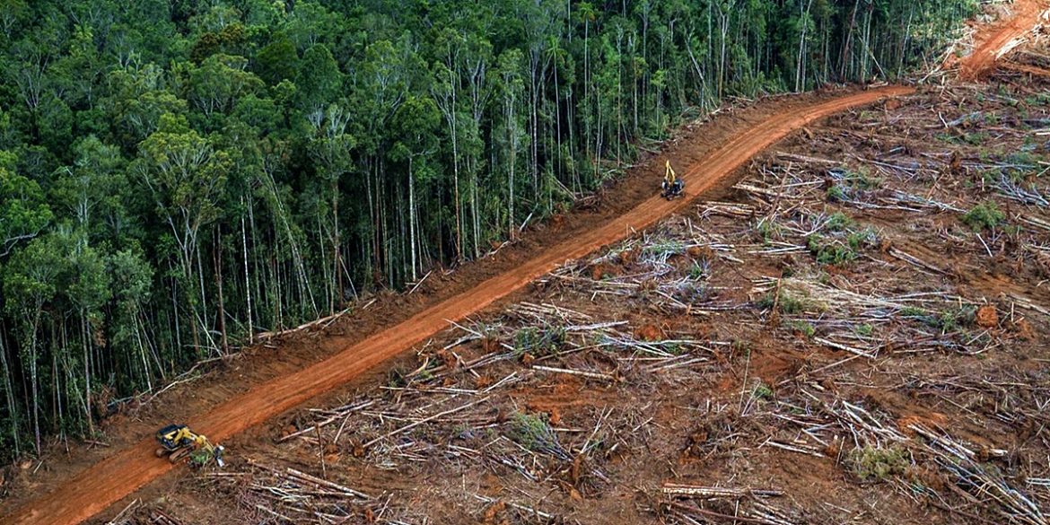 deforestazione in Amazzonia